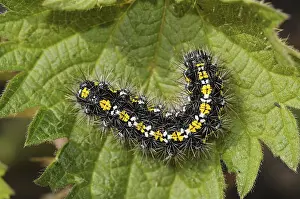 Scarlet tiger moth (Callimorpha dominula)