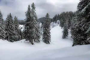 Scattered standing trees in a wintry mountain landscape