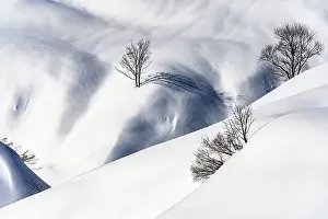 Scattered standing trees in a wintry mountain landscape