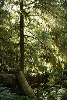 Scenery of a mossy forest lit by bright sunlight