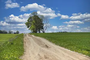 Scenic countryside scene with a dirt road surrounded by lush green fields