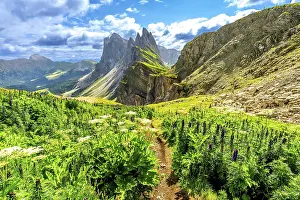 Category Mountain Landscapes Prints: Scenic hiking path amidst lush wildflowers