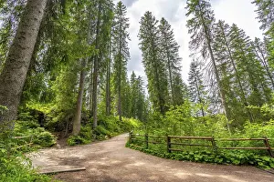 Category Mountain Landscapes Prints: Scenic hiking trail leading into a dense
