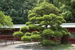 Scenic Japanese pine tree on the temple yard