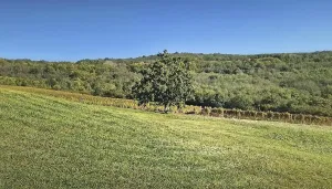 Scenic landscape with a single tree in the foreground
