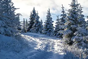 Scenic trail through a snowy coniferous forest in atmospheric light