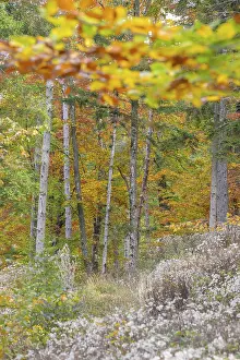 Scenic view of a forest with colorful autumn leaves
