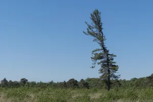 Scenic view of a solitary pine tree rising against a clear blue sky