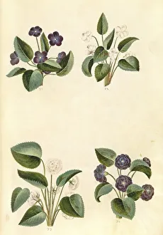 Scented violet, Viola odorata, also March violet