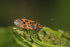 Scentless plant bug (Corizus hyoscyami) Baden-Wuerttemberg