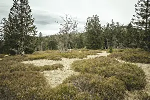 Schachten am Enzian, Gentiana bavarica Forest