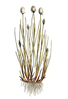Scheiden-Wollgras, also Moor Woolly Grass