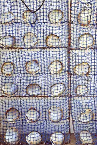 Schematic arrangement of pearl oyster shells with nacre on the inside of the shell