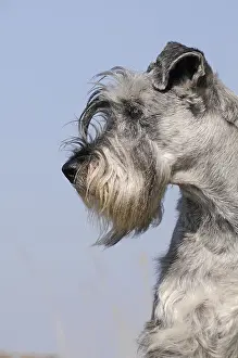 Schnauzer, pepper salt, animal portrait, Austria