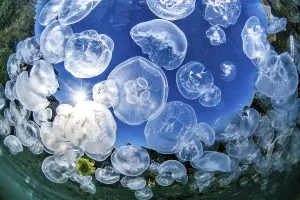 School of Common jellyfishes (Aurelia aurita) on the YIJldIJzkoy Bay underwater Trail