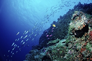 School of fish on coral reef, Palau