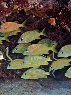School of fish, group of bluestriped grunt (Haemulon sciurus) and French grunts (Haemulon flavolineatum)