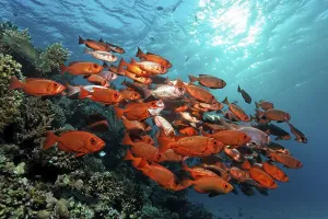 School of fish, Lunar-tailed bigeye