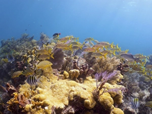 School of fish over star coral (Montastraea cavernosa)
