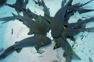 A school of Nurse Sharks (Ginglymostoma cirratum) attracted by a container of scent agents and bait lye on the sandy ocean floor, barrier reef, San Pedro, Ambergris Cay Island, Belize, Central America, Caribbean, Central America