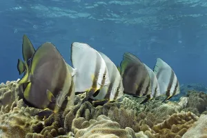 School of Orbicular Barfish (Platax orbicularis) swimming above leather corals in coral reef