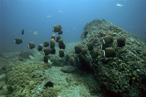 School of Redtail-Banded-Butterflyfish (Chaetodon collare)