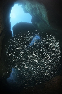 School of Sand Smelts (Atherina presbyter) swimming through cave