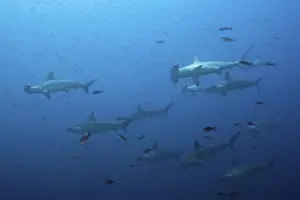School of scalloped hammerhead sharks