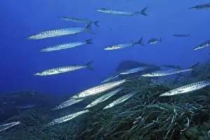 School School of fish Group of European barracuda (Sphyraena sphyraena) swimming over Neptune grass (Posidonia oceanica)