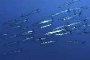 School School of fish Group of European barracuda (Sphyraena sphyraena) swimming through open water blue sea