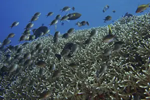 Framed Print : School of Ternate Swallowtails (Chromis ternatensis) over a coral reef in the blue ocean