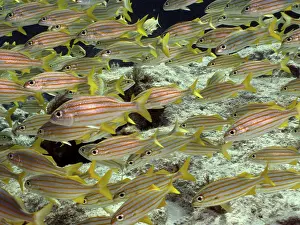Category Coral Reefs DE Prints: A school of yellow fish with stripes