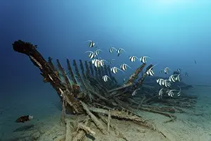 Schooling bannerfish, or false moorish idol (Heniochus diphreutes) around a small rotting ship wreck