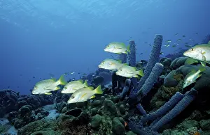 Schoolmaster snapper, Lutjanus apodus