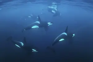 Schools with killer whales (Orcinus orca)