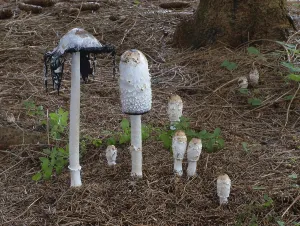 Schopftintling, group in spruce forest