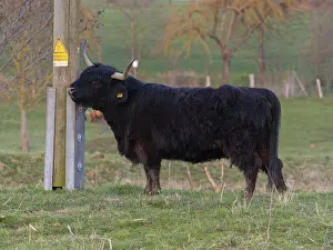 Schottisch Highland Cow (Bos taurus)