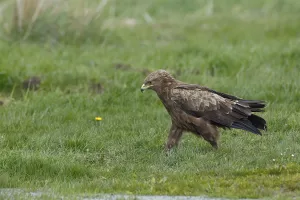 Schreiadler, lat. Aquila pomarina