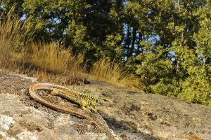 Schreiber's Green Lizard (Lacerta schreiberi) adult male