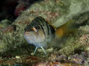Schriftbarsch (Serranus scriba) mit markantem Streifenmuster auf einem Riff