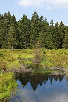 Schuetzenberg Moor Nature Reserve