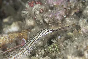 Schultz's Pipefish (Corythoichthys schultzi) adult