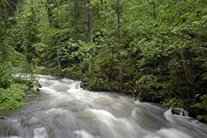 Schwarzwasserbach, torrential mountain stream after heavy rain