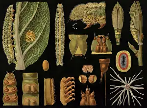 Scientific illustration with details