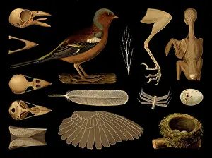 Scientific illustration with details