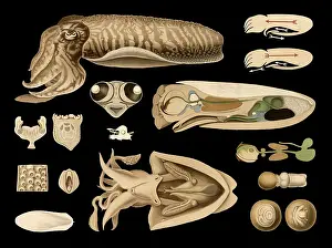 Scientific illustration with details