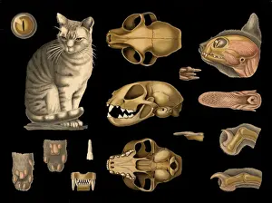 Scientific illustration with details