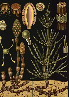 Scientific illustration with details