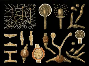 Scientific illustration with details