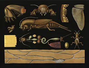 Scientific illustration with details